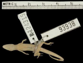 Media type: image;   Herpetology R-124315
